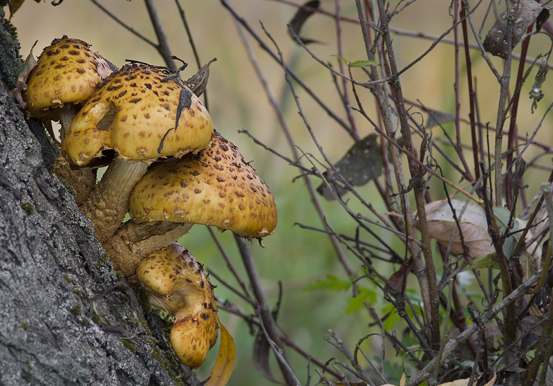 Pholiota cerifera